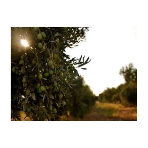 Gaziantep Nizip Kırma Yeşil Zeytin (Çekirdeksiz) 5 kg  